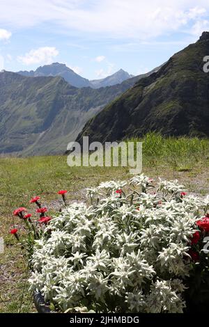 edelweiss in the alp. a very rare and protected flower seen in swiss alps during summertime at pizzol mountain. surface feels like cotton and fits per Stock Photo