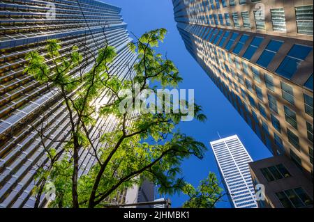 Looking up at skyscrapers in Toronto downtown with sun reflecting off Royal Bank of Canada facade onto a building, seen through tree branches. Stock Photo