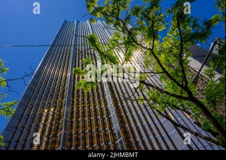 Looking up at skyscrapers in Toronto financial district with sun reflecting off Royal Bank of Canada facade seen through tree branches. Stock Photo