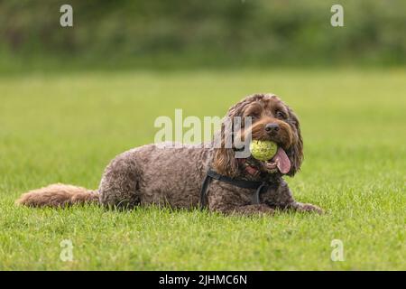 Brown cockapoo with tennis ball in mouth and tongue sticking looking at camera while lying down on the grass. Funny dog face and expression Stock Photo