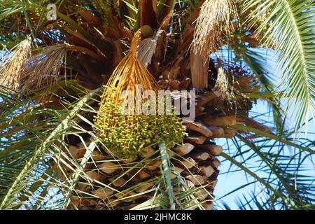 Dates hanging from the palm tree in Bahai garden in Haifa, Israel Stock Photo