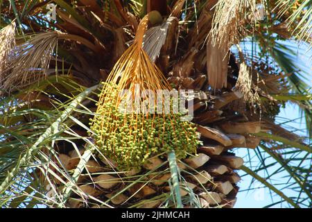 Dates hanging from the palm tree in Bahai garden in Haifa, Israel Stock Photo