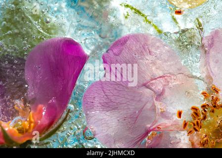 Abstract background of frozen multicolored flowers Stock Photo