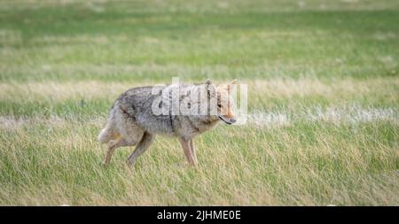 Lone Coyote in Wind Cave National Park in South Dakota Stock Photo