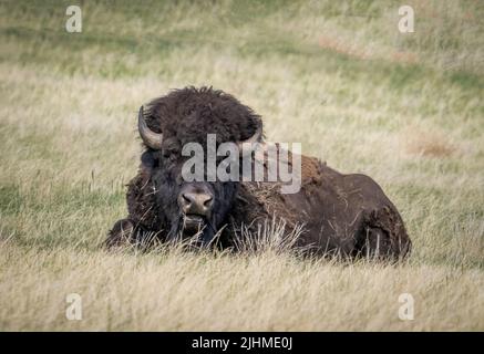 Single Bison or American Buffalo in Custer State Park ion South Dakota USA Stock Photo