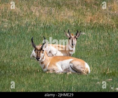 Pronghorn or Antelope in Custer State Park in South Dakota USA Stock Photo