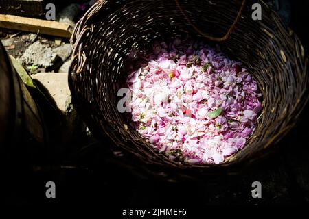 Summer Rose valley festival time in Kazanluk Bulgaria. Preparing rose oil. Landscape with blue sky Stock Photo