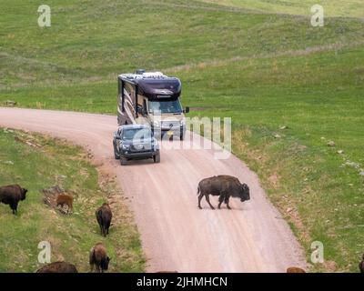 Bison Herd. Custer State Park, Black Hills, South Dakota, USA Stock ...