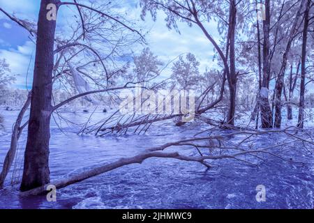 Infrared photograph of flooding in the Nepean River near the Great River Walk and Weir Reserve in Penrith in New South Wales in Australia Stock Photo