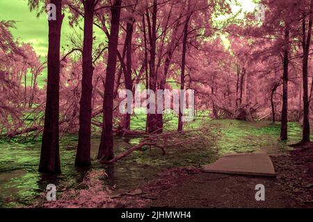 Infrared photograph of flooding in the Nepean River near the Great River Walk and Weir Reserve in Penrith in New South Wales in Australia Stock Photo