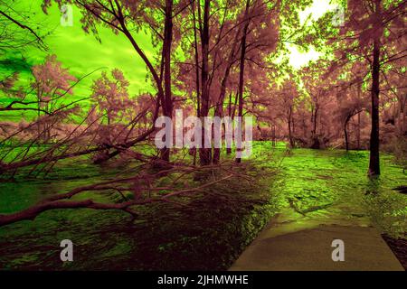 Infrared photograph of flooding in the Nepean River near the Great River Walk and Weir Reserve in Penrith in New South Wales in Australia Stock Photo