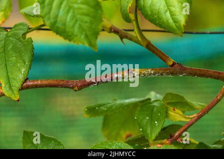 A branch of a climbing rose, heavily affected by powdery mildew in a summer garden. Stock Photo