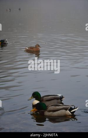 Photo of ducks swimming in lake in park in autumn Stock Photo