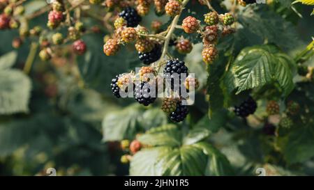 Blackberries (Rubus fruticosus) on a bush Stock Photo