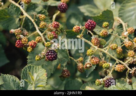 Unripe blackberries (Rubus fruticosus) on a bush Stock Photo