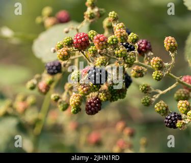 Ripe, ripened and unripe blackberries (Rubus fruticosus) in the wild Stock Photo