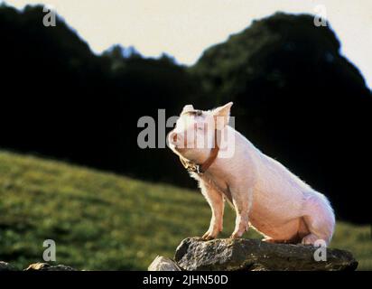 BABE, BABE, 1995 Stock Photo