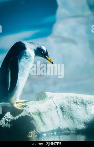 Portrait of cute penguin standing on shore before jumping into icy water. Antartic climate, wildlife Stock Photo