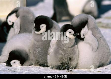 ANTARCTIC EMPEROR PENGUINS, MARCH OF THE PENGUINS, 2005 Stock Photo