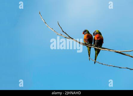 A pair of Rainbow Lorikeets (Trichoglossus moluccanus) perched on the branch of a tree in Sydney, NSW, Australia (Photo by Tara Chand Malhotra) Stock Photo