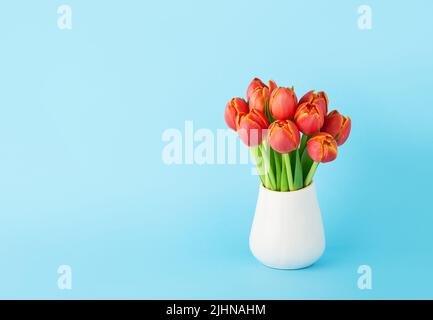 Bouquet of red tulips in a white ceramic vase on light blue background. Mothers Day, Valentines Day concept. Copy space for text Stock Photo