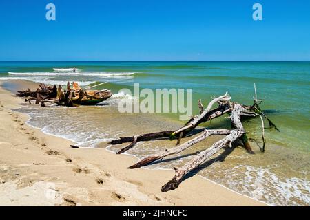 Driftwood at Kouloura beach, right next to the estuary of Pineios river, Larissa, Thessaly, Greece. Stock Photo