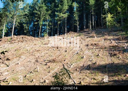 Forest in Germany, cut down trees, dried out ground after heat wave in summer, global warming and climate change, damage of the environment Stock Photo