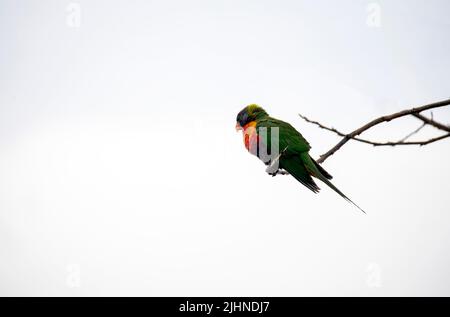 Close-up of a Rainbow Lorikeets (Trichoglossus moluccanus) against white background in Sydney, NSW, Australia (Photo by Tara Chand Malhotra) Stock Photo
