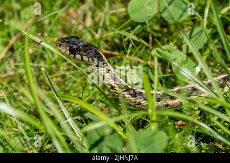 Common eastern Garter snake, moves through grass, looking at camera Stock Photo