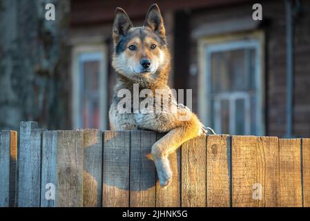 Portrait of a yard dog peeking out from behind a fence Stock Photo