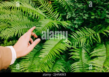 Woman's hand touching the green fern leaves Stock Photo