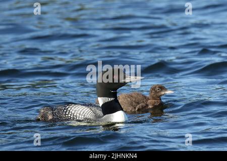 Mother and baby loon Stock Photo