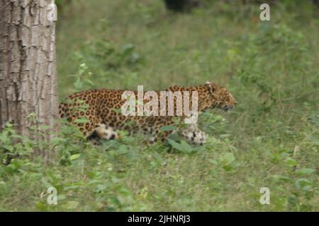 Leopard of Negarhole National Park, India Stock Photo