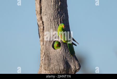 Red Winged Parrot, Aprosmictus erythropterus, nesting in a hollowed tree trunk. Stock Photo