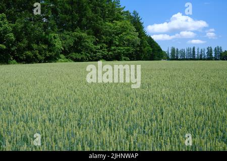 Wheat Field Stock Photo