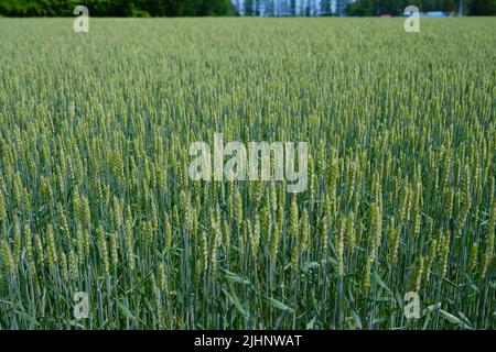 Wheat Field Stock Photo