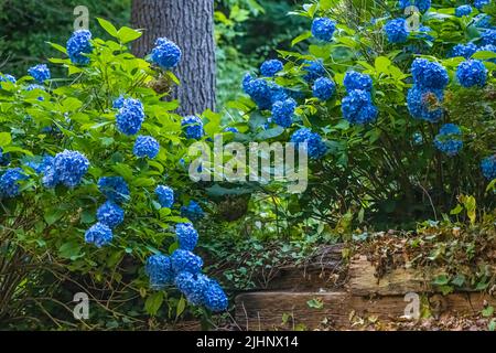 Vibrant blue Hydrangeas at Vogel State Park in the North Georgia Mountains. (USA) Stock Photo