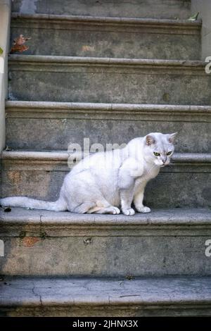 Delightful dreamy male Burmilla contrasted against a grey stairway. Stock Photo