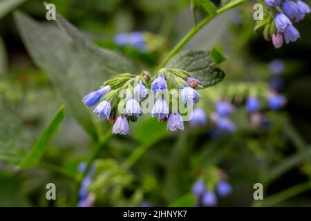 beinwell, blue comfrey blooming in spring summer park. Blue comfrey with beautiful blue flowers on green leaves with copy space Stock Photo