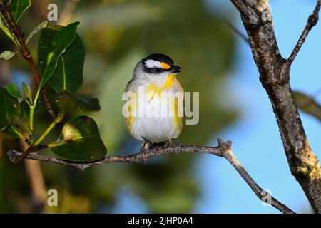 An Australian male Striated Pardalote -Pardalotus striatus- bird hiding in thick bush in soft early morning light, slightly damp from overnight dew Stock Photo