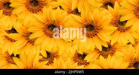 Sunflower pattern, pattern of yellow flowers Stock Photo