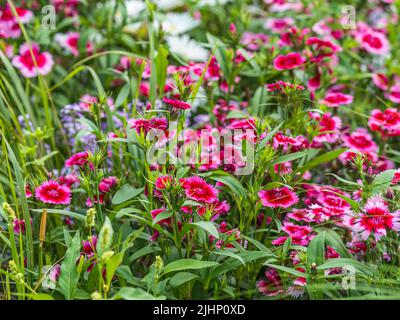 Close up of some beautiful Dianthus Baby Doll, Dianthus Chinensis, flowers growing in garden with leaves and soil, selective growing. Dianthus chinens Stock Photo