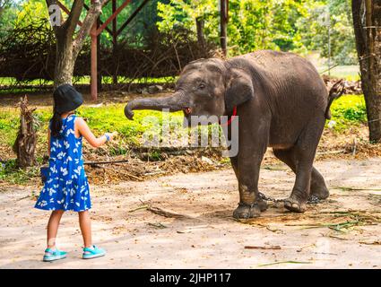 Baby elephant get fed by a small child girl in an open zoo in Thailand. Stock Photo