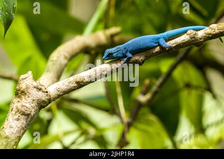 A critically endangered turquoise dwarf gecko, Lygodactylus williamsi. Also known as a William's dwarf gecko, or electric blue gecko at Jersey zoo. Stock Photo