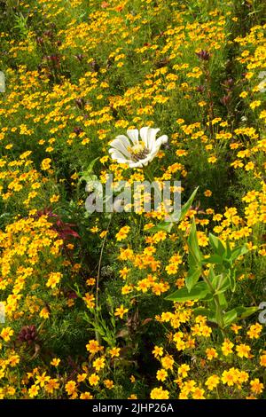 Single flower White Zinnia grows in yellow Tagetes tenuifolia, Signet Marigold Stock Photo