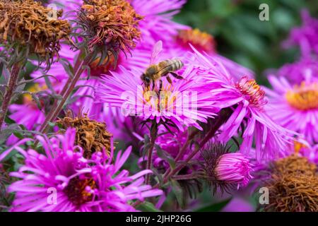 European honey bee Feeding On Flower, New England Aster, Novae-angliae Pink Aster Stock Photo