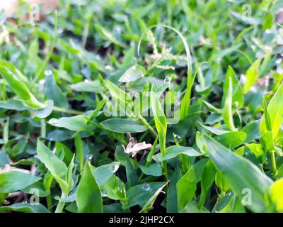 small rain dropes on small plants leafs Stock Photo