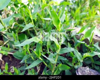 small rain dropes on small plants leafs Stock Photo