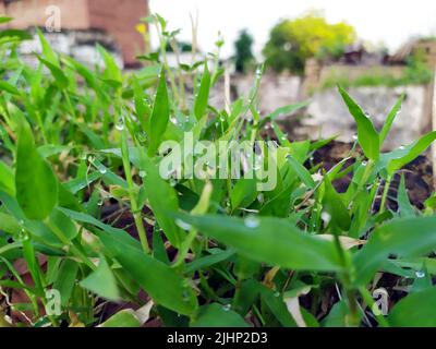 small rain dropes on small plants leafs Stock Photo