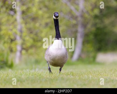 Canada Goose [ Branta canadensis ] walking over lawn towards camera Stock Photo